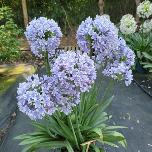 comprar semillas de agapanto, jardín rocas resistentes lirio africano raras Decoración para exteriores. orgánicas silvestres 300pcs