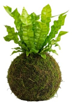 Asplenium Nidus en Kokedama Natural – Helecho Vivo de Interior | DECOALIVE