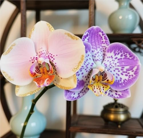 Raro Rizoma Di Cymbidium Orchidea, Resistenti Al Freddo E Alla Siccità, Facile Da Coltivare, Splendide esposizioni in giardino-3 Rizoma-A