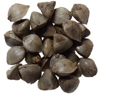 Sarrasin Bio Sarrasin - 3 grammes - Fagopyrum Esculentum (Engrais Vert) SEM06