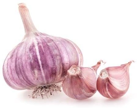 Heirloom Red Garlic (Chesnok) Russian Red Jumbo For Eating & Planting