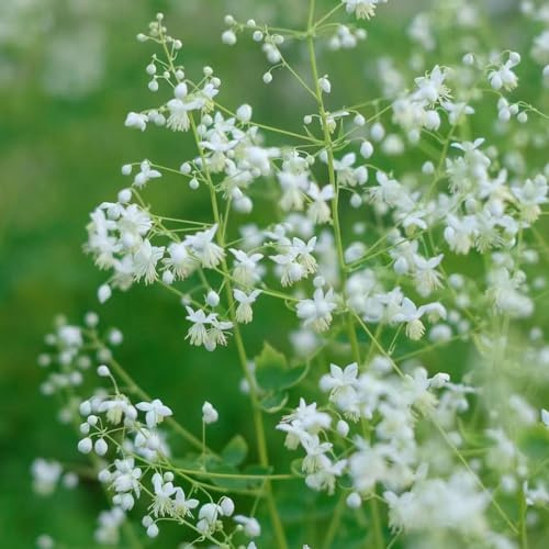 Thalictrum aquilegifolium - schmetterlingswiese 150samen