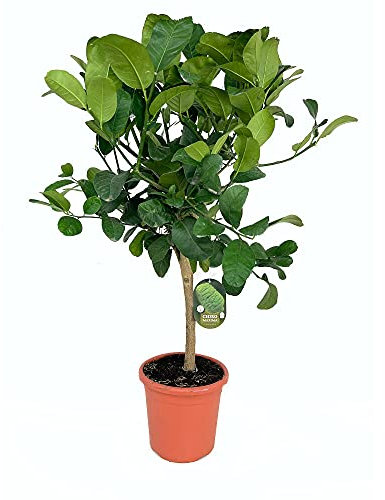 Garden Center Shop | Limón Medica M21 90 cm | Árbol Cítrico de Fruto Aromático | Ideal para Jardines y Huertos | Frutal Premium Resistente