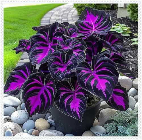 Otoño o primavera-Rizomas de Hosta -Excelente para plantar en interiores o exteriores-En maceta-Fácil de cultivar. -4 Rizomas-D