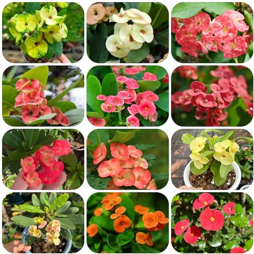 Semillas de espinas de Cristo - plantas resistentes para el jardín plantas en macetas con flores decoración balcones perennes resistentes al aire libre macetas para con semillas prados 120pcs