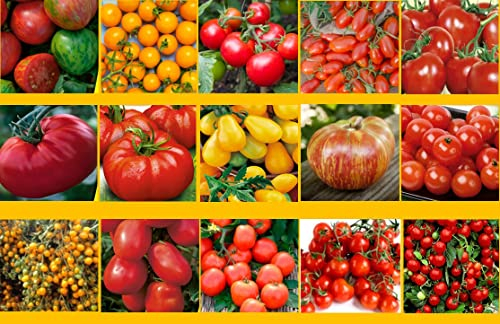 Tomatensamen Set 15 Sorten, San Marzano, Moneymaker, Tomaten Samen Profisaatgut Cour di Bue