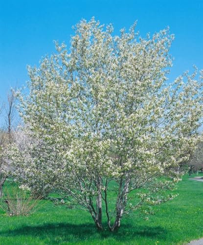 Amelanchier 'Saskatoon Berry' 40–60 cm – Winterhart, Mehrjährig, Pflegeleicht – Felsenbirne – Obstgehölz für Garten & Terrasse