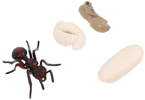 Abaodam 3 Sätze Wachstumszyklus der Insekten Lebenszyklus Einer Ameise Simulation rote Ameisenornamente Kinderspielzeug Statue Spielzeuge Evolutionsmodell der roten Ameise