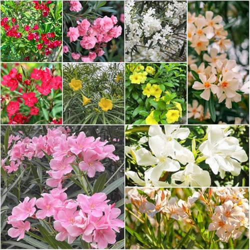adelfa - semillas resistentes al invierno para adelfa ornamental resistente con para balcón balcón con camas elevadas 20pcs