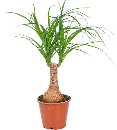 Beaucarnea Recurvata Planta Viva Natura para la Casa