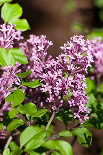 Syringa meyeri 'Palibin' 20-30 cm – Winterhart, Mehrjährig, Pflegeleicht – Zwergflieder – Zierstrauch für Garten & Kübel