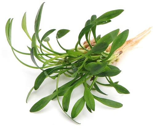 K2AQUA Cryptocoryne Parva Live Aquarium Plant Compact Bright Green Slow Growing Easy Care Low Maintenance Foreground Freshwater Tank Natural Decoration Beginner Friendly