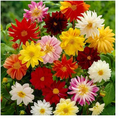 Pronto Seed Dahlia Tubers Unwin Mixed for Summer Gardens – Set of 12 Dutch-Grown Plants – Garden Tubers for Spring Planting, Borders & Containers (12 Tubers – Dahlia Unwin)