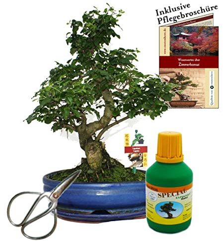 Bonsai Chin. Liguster Ligustrum 10 Jahre 25cm Schale
