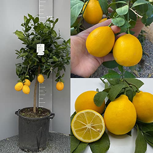 SAVINI VIVAI Zitronenpflanze, Zitrusbaum Meyer-Zitrone im 35 cm Topf, Höhe 150-180 cm, 6-7 Jahre Veredelung, hergestellt in Italien