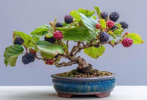 Thornless BlackBerry Bonsai Plants for Growing - 1 Year Seedling, No Pot Included - Ready to Plant (1 Seedling)