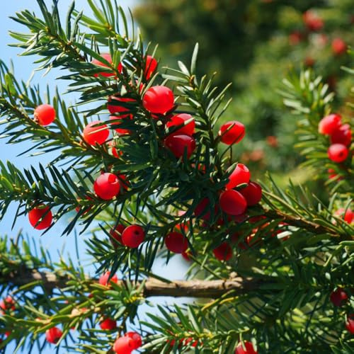 Semi di Taxus baccata, raro organico ornamentale, resistente sostenibili giardino vecchie varietà resistenti sempreverde, resistente al freddo 180pcs