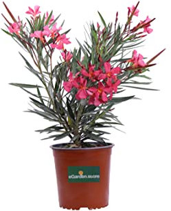 Pianta di Oleandro Nerium Oleander pianta da esterno da giardino fiore vari colori pianta ornamentale di Oleandro vera venduta da eGarden.store (Papa Gambetta - Rosa/Fucsia)