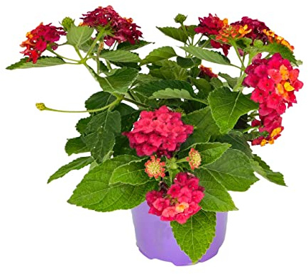 Lantana Natural Planta Arbustiva de Exterior Ideal para Patios o Jardines