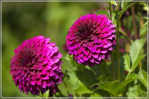 4 pcs-Dahlia Bulbs for Planting,Flowering Rhizome,Dahlia Tubers UK,Dahlia Bulbs Mix,Excellent Display Indoor Perennial Balcony Garden Bulbs-C