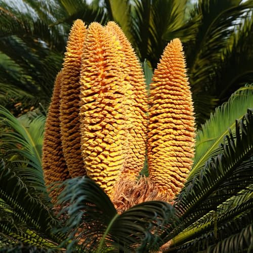 semi resistenti di cicadee - in vaso all'esterno appartamento esotiche giardino aiuola rialzata 5pcs