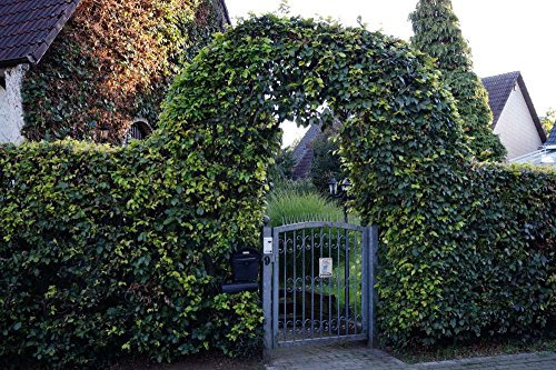 Rotbuchenhecke Containerware - Rotbuche Hecke - Fagus sylvatica, floranza® 100-125 cm hoch,