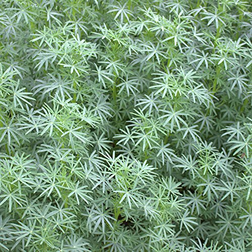 Lupinen 25 kg blau bitterstoffarm Eiweißfutter Bodenverbesserer Gründünger
