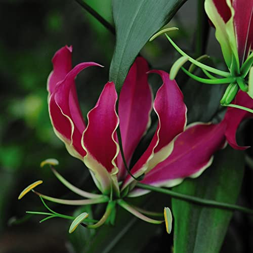 Climbing Flame Lily House Plant Seeds Gloriosa superba Glory Lily Tender Perennial Easy to Grow Your Own Houseplants 1x Pack Seed (Approx. 10 Seeds) by Thompson and Morgan