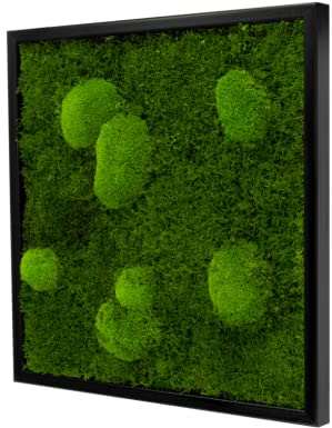 Moosbild im Forest Design rechteckig versch. Maße günstig, Wandbild, Mooswand, Pflanzenbild mit Kugel-Flachmoos und Holzrahmen (55x55 cm, schwarz)