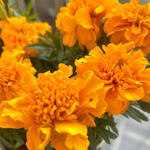 ringelblumensamen bio, winterharte balkonpflanzen Studentenblume,tagetes garten für draußen dekopflanzen wildblumensamen bodendecker 400pcs