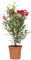 KENTIS - Nerium Oleander Rosso - Oleandro Pianta Vera da Esterno - Piante da Giardino Fiorite Perenni - Altezza 80/100 cm Vaso Ø 24 cm