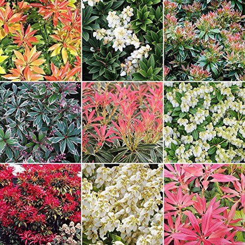 Mélange de 3 Pieris - Plantes de qualité supérieure cultivées en pot