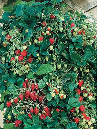 Semi Fragola Rampicante a Frutto Rosso Giardino Orto