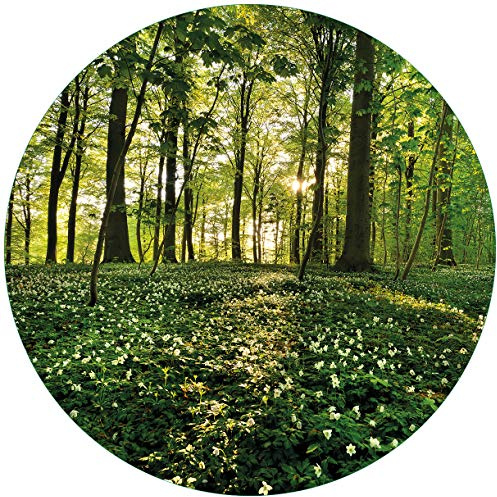 Wallario Glasbild rund Waldanemonen und Sonnenstrahlen im Wald - Rund, 50 cm Durchmesser Wandbild Glas in Premium-Qualität: Brillante Farben, freischwebende Optik