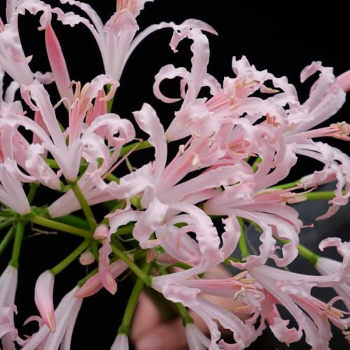4Bulbi di giglio ragno - Lycoris radiata - resistenti, acquistare di sanguigni, resistenti, giardino