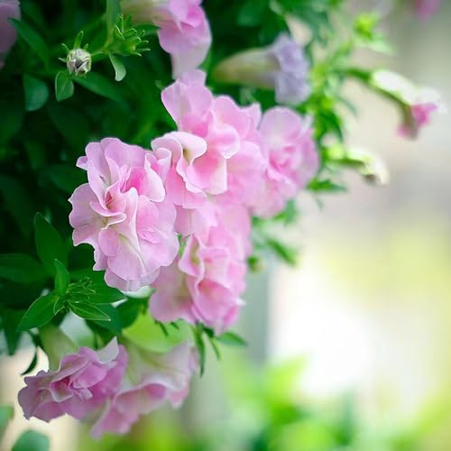 semi di petunia recisi resistenti varietà antiche interno balcone con giardino biologiche in 40pcs