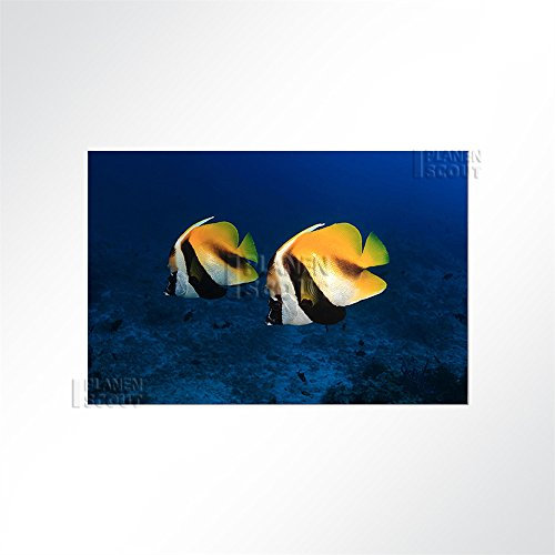 LYSEL® Absorberbild - Fische am Meeresgrund 50x50x5,5cm - Akustikbild Schallschlucker mit 50mm Schaumstoff aus Basotect® G+