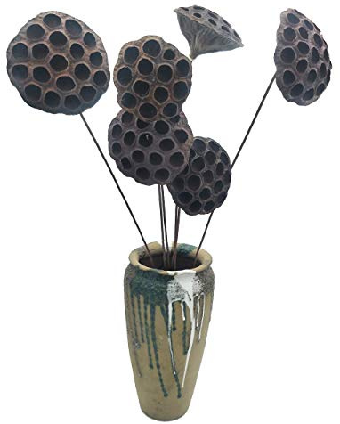 cn-Knight 6 Stück Natürlich Getrocknete Lotus Pads mit 66cm Langen Künstlichen Stielen für Blumenarrangements, Hochzeit, Brautstrauß, Heimdekoration,Durchmesser der Hülsen Variiert Zwischen 6-10cm