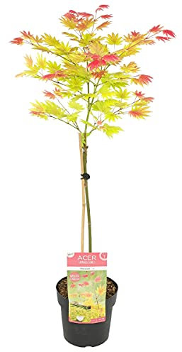 Bloomique - Acer Shirasawanum 'Moonrise' - Érable du Japon sur tige - Arbre - Résistant au gel - 80-100 cm de haut - Pot 19 cm