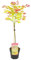 Acer shirasawanum 'Moonrise' tronco - Arce japonés - Arbusto - Resistente - ⌀19 cm - 80-100 cm