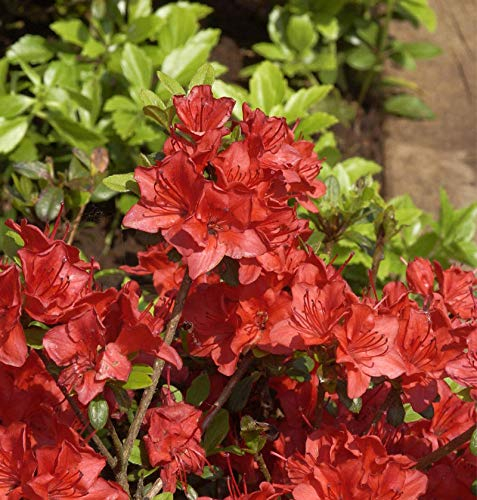 Japanische Azalee Fridoline 20-25cm - Rhododendron obtusum - Zwerg Alpenrose - lebende Gartenpflanze aus den Baumschulen