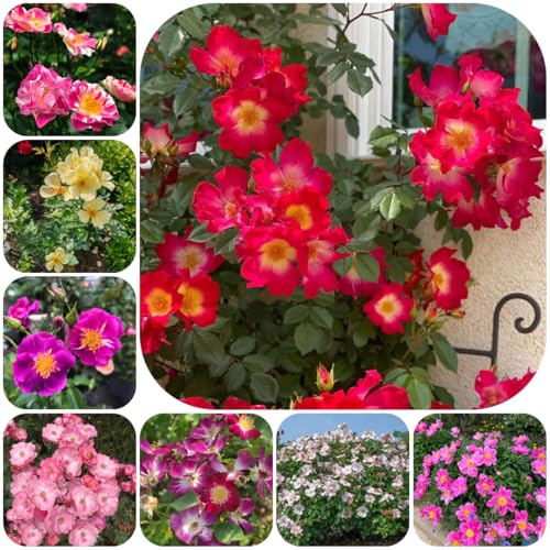 Semillas resistentes de rosales trepadores para el jardín de rosal de jardín, resistentes aromáticas, 35pcs