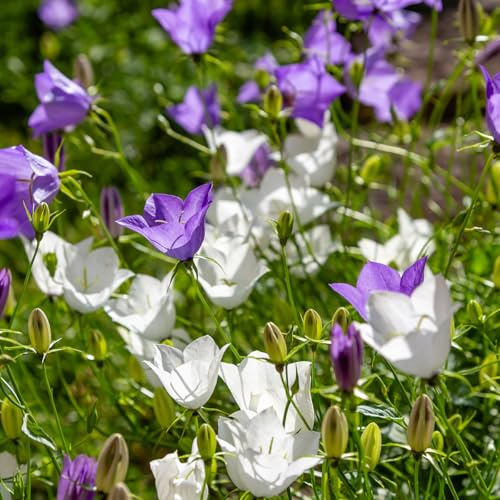 Bloomique - Lot de 6 - Campanula Carpatica White Clips - Campanule - Floraison abondante - Rustique - Vivace - Hauteur 10-20 cm - Pot 9 cm