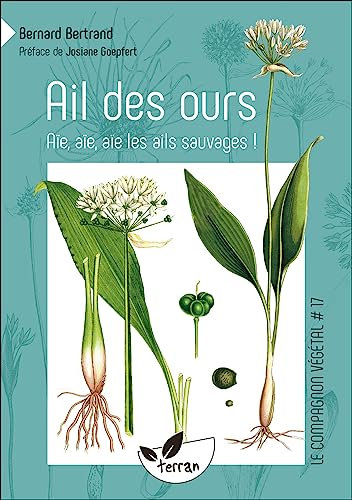 Ail des ours, ail rose, ail des cerfs, ail à tête ronde… aïe, aïe, aïe les ails sauvages !