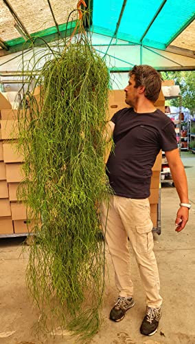 RHIPSALIS CASSUTHA XXL, ESEMPLARE, pianta vera