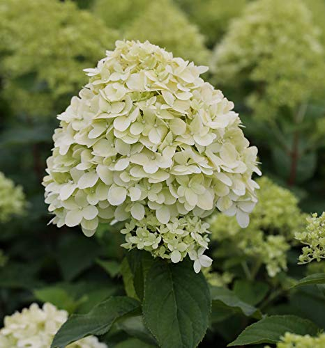 Hochstamm Rispenhortensie Limelight® 60-80cm - Hydrangea paniculata - lebende Gartenpflanze aus den Baumschulen