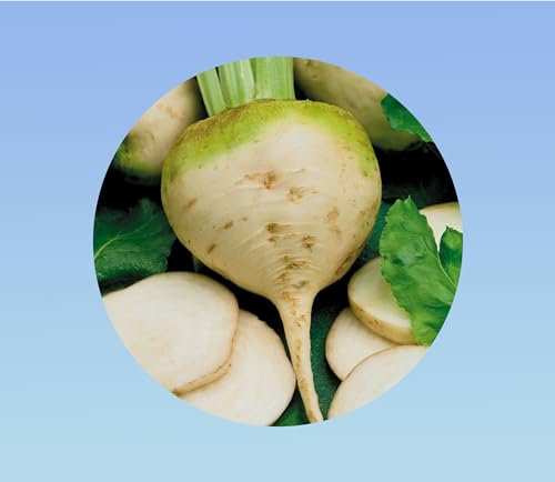 120 graines betterave blanche albina à chair blanche - beet - legume -