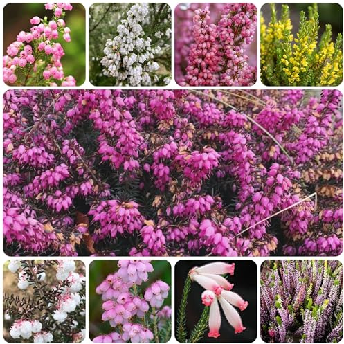 semillas de brezo - cortadas variedades antiguas, primavera decorativas, organicas, 200pcs