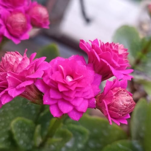 semillas resistentes de kalanchoe, trepadoras resistentes, orgánicas, decoraciones, para lugares 150pcs