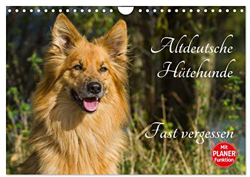 Altdeutsche Hütehunde - Fast vergessen (Wandkalender 2026 DIN A4 quer), CALVENDO Monatskalender: An den Schafherden findet man sie noch immer, aber ... - Altdeutsche Hütehunde (CALVENDO Tiere)
